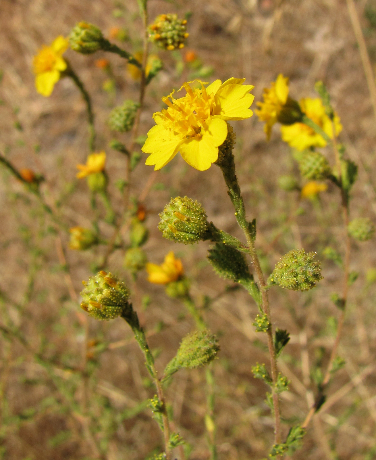 Holocarpha heermannii