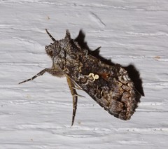 Syngrapha octoscripta