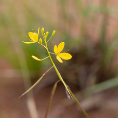 Cleome tetrandra