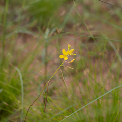 Cleome tetrandra