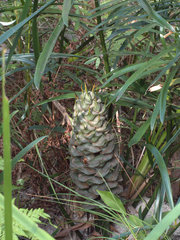 Macrozamia fawcettii