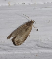 Olethreutes punctanum