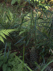 Macrozamia fawcettii