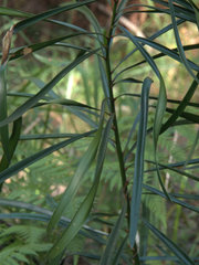 Macrozamia fawcettii