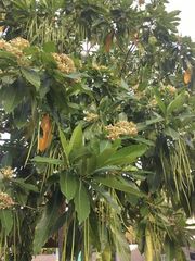 Alstonia