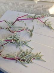 Carpobrotus glaucescens