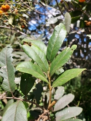 Cupaniopsis tomentella