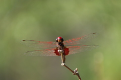 Tramea eurybia