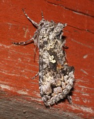 Syngrapha octoscripta