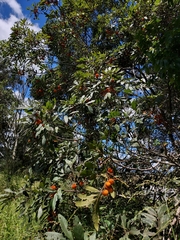 Cupaniopsis tomentella