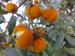 Cupaniopsis tomentella