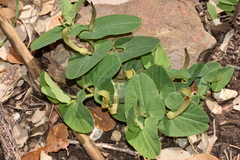 Aristolochia paucinervis