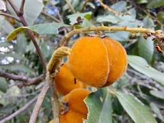 Cupaniopsis tomentella