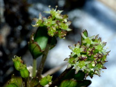 Azorella roughii