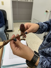 Bdallophytum caesareum