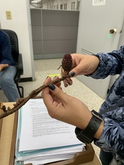 Bdallophytum caesareum