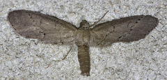 Glaucina erroraria