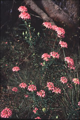 Pimelea rosea