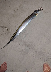 Trichiurus australis