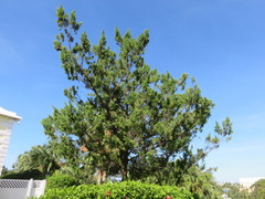 Juniperus bermudiana