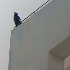 Acridotheres cristatellus