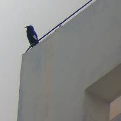 Acridotheres cristatellus