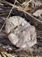 Poronia erici