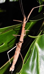Candovia granulosa