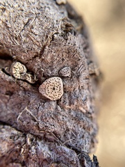 Poronia erici