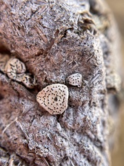 Poronia erici
