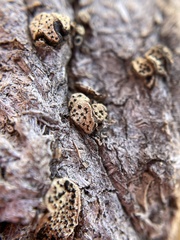 Poronia erici
