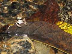 Basiliscus galeritus