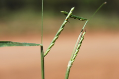 Urochloa subquadripara