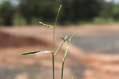 Urochloa subquadripara