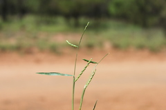 Urochloa subquadripara