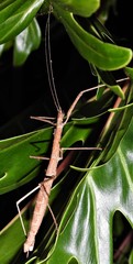 Candovia granulosa