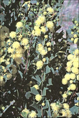 Acacia littorea