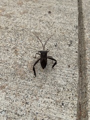 Acanthocephala declivis