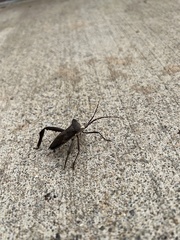 Acanthocephala declivis