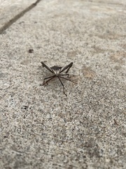 Acanthocephala declivis