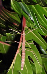 Candovia granulosa