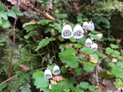 Jovellana repens