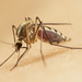 Mosquito de Tres Bandas - Photo (c) solomon hendrix, algunos derechos reservados (CC BY-NC), uploaded by solomon hendrix