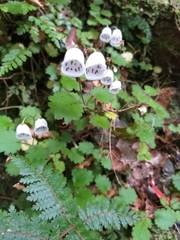 Jovellana repens
