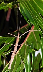 Candovia granulosa