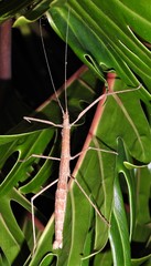 Candovia granulosa