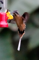 Phaethornis syrmatophorus