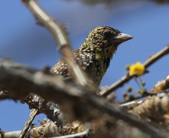 Trachyphonus darnaudii