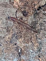 Caseyidae