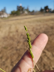 Urochloa piligera